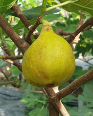Bio Feigenbaum UCR K-7-11 (*)