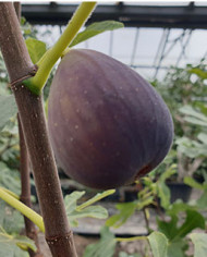 Bio Feigenbaum Verdone (*)