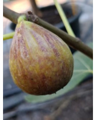 biofeigenbaumvincenzo