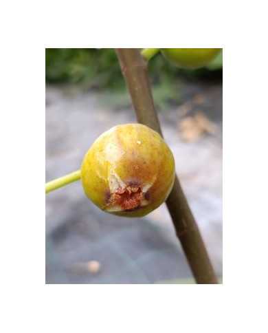 Bio Feigenbaum Vincenzo (**)