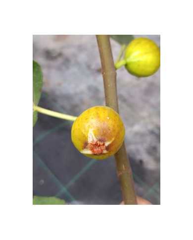 Bio Feigenbaum Vincenzo (**)
