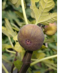 Bio Feigenbaum Violette d'Argenteuil (**)