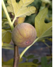 Bio Feigenbaum Violette d'Argenteuil (**)
