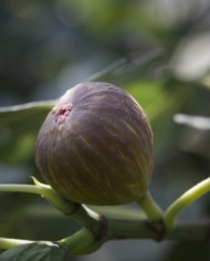 biofeigenbaumviolettesepor