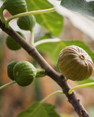 Bio Feigenbaum Violette Sepor