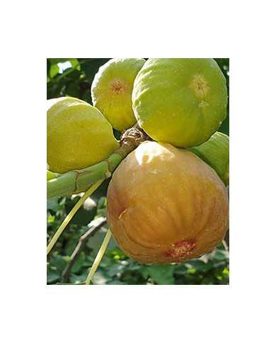 Bio Feigenbaum Violette Sepor