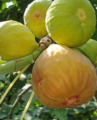 Bio Feigenbaum Violette Sepor