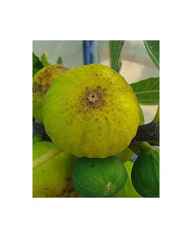 Bio Feigenbaum White Marseilles (*)
