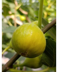 Bio Feigenbaum Yellow Long Neck (**)