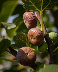 biofeigenbaumzauberfeige