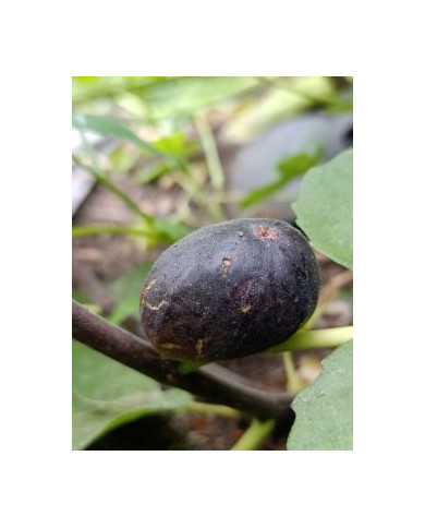 biofeigenbaumabicou
