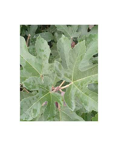 Bio Feigenbaum Afghanistica (*)