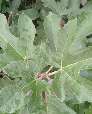Bio Feigenbaum Afghanistica (*)