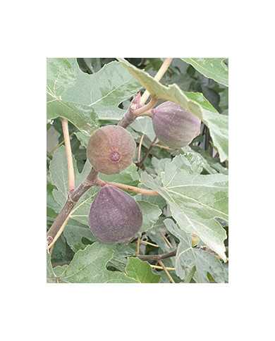 Bio Feigenbaum Afghanistica (*)