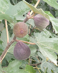 Bio Feigenbaum Afghanistica (*)