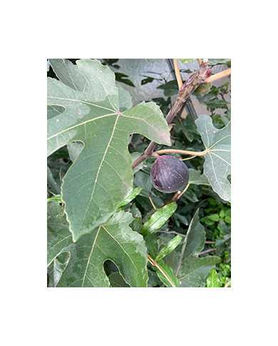 Bio Feigenbaum Afghanistica (*)