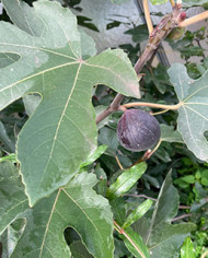 Bio Feigenbaum Afghanistica (*)