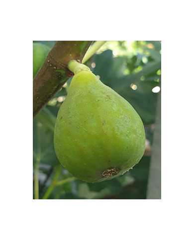 biofeigenbaumarie