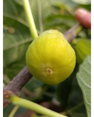 Bio Feigenbaum Blanche d`Alsache (*)