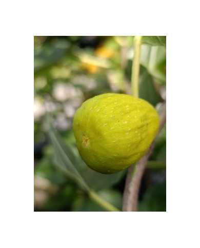 Bio Feigenbaum Blanche d`Alsache (*)