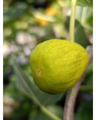 Bio Feigenbaum Blanche d`Alsache (*)
