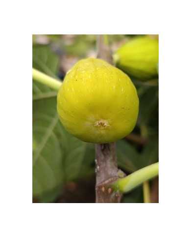 Bio Feigenbaum Blanche d`Alsache (*)