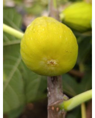 Bio Feigenbaum Blanche d`Alsache (*)