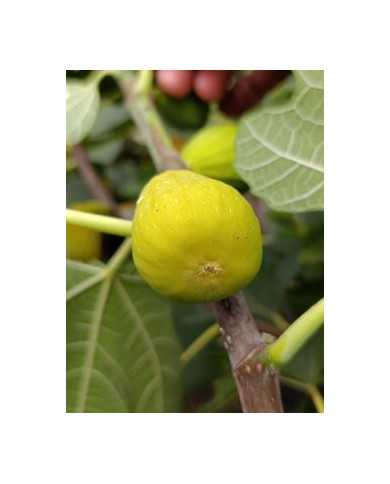 Bio Feigenbaum Blanche d`Alsache (*)