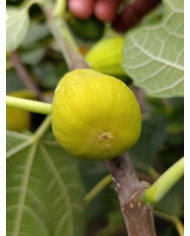 Bio Feigenbaum Blanche d`Alsache (*)