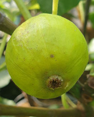biofeigenbaumblanched'argenteuil
