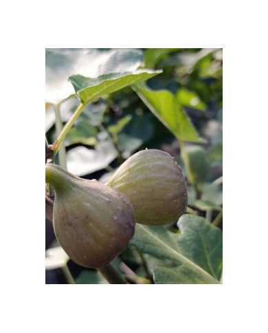 Bio Feigenbaum Bornholm's Diamant