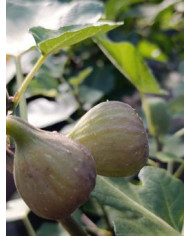 Bio Feigenbaum Bornholm's Diamant