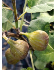 Bio Feigenbaum Bornholm's Diamant