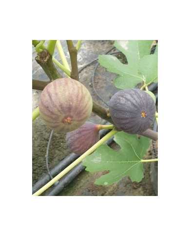 Bio Feigenbaum Bourjasotte Noire (*)