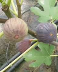 Bio Feigenbaum Bourjasotte Noire (*)