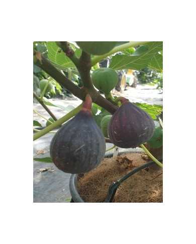 Bio Feigenbaum Bourjasotte Noire (*)