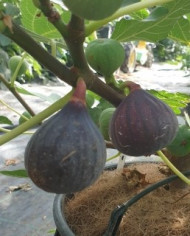 Bio Feigenbaum Bourjasotte Noire (*)