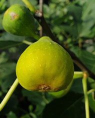 biofeigenbaumbudahegy