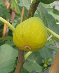 Bio Feigenbaum Buda Hegy (*)