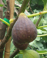 biofeigenbaumbulgarische