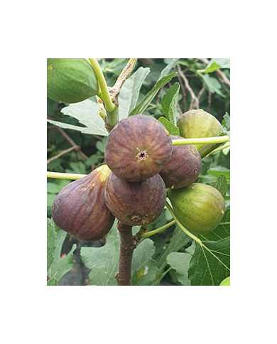 Bio Feigenbaum Bulgarische (**)