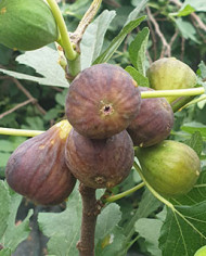 Bio Feigenbaum Bulgarische (**)