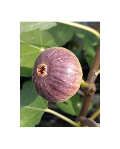 Bio Feigenbaum Bursa (**)