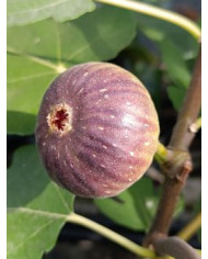 Bio Feigenbaum Bursa (**)