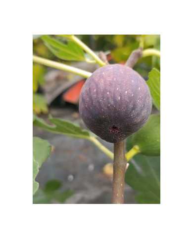 Bio Feigenbaum Bursa (**)
