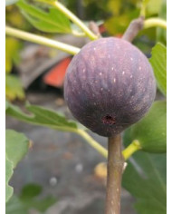 Bio Feigenbaum Bursa (**)