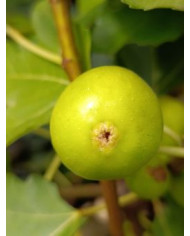 Bio Feigenbaum Cajun Gold (**)