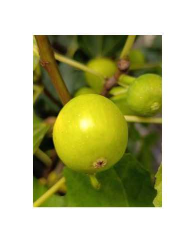 Bio Feigenbaum Cajun Gold (**)