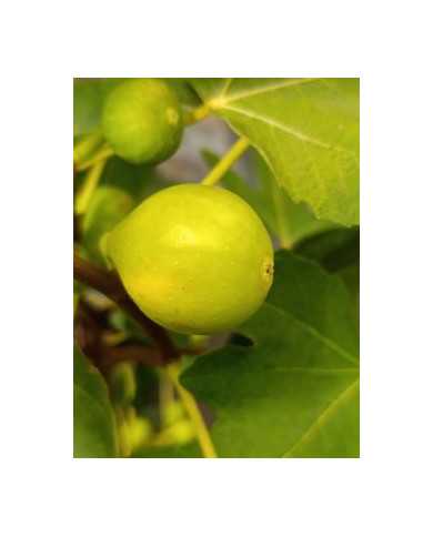 Bio Feigenbaum Cajun Gold (**)