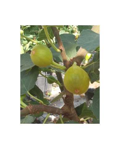 Bio Feigenbaum Campaniere (*)